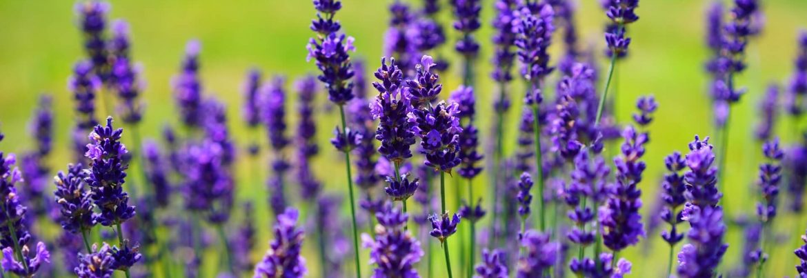 dark purple lavender flowers