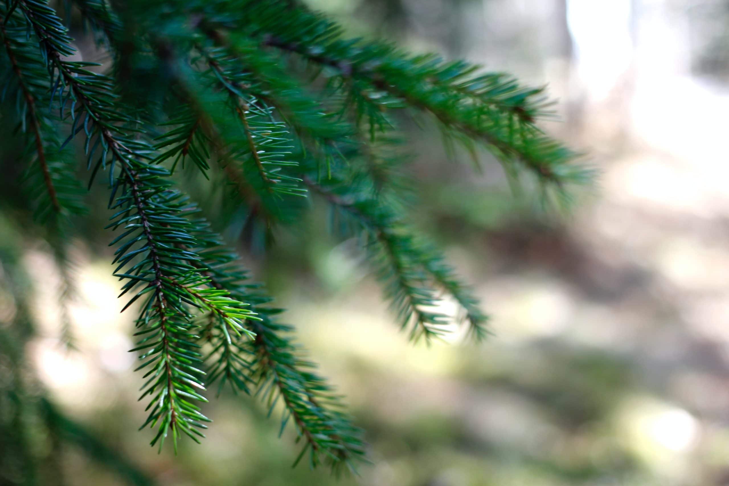 Photo of Norwegian spruce branch